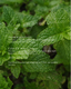 Headache Rescue Cooling Gel Peppermint + Ginger