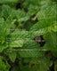 Headache Rescue key ingredients: peppermint, ginger root and avocado oil